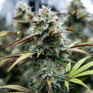 семена конопли Auto 77 Days