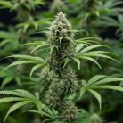 Auto AK-47 XL купить