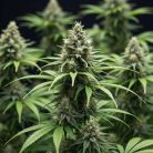 Auto AK-47 XL фото