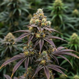 Auto Black Opium купить