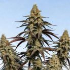 Сорт конопли Auto Chocolate Cookies