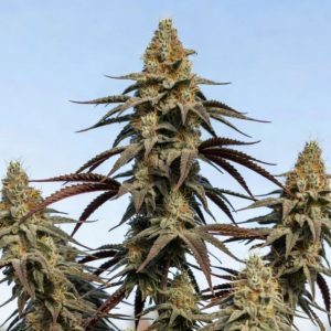 Сорт конопли Auto Chocolate Cookies