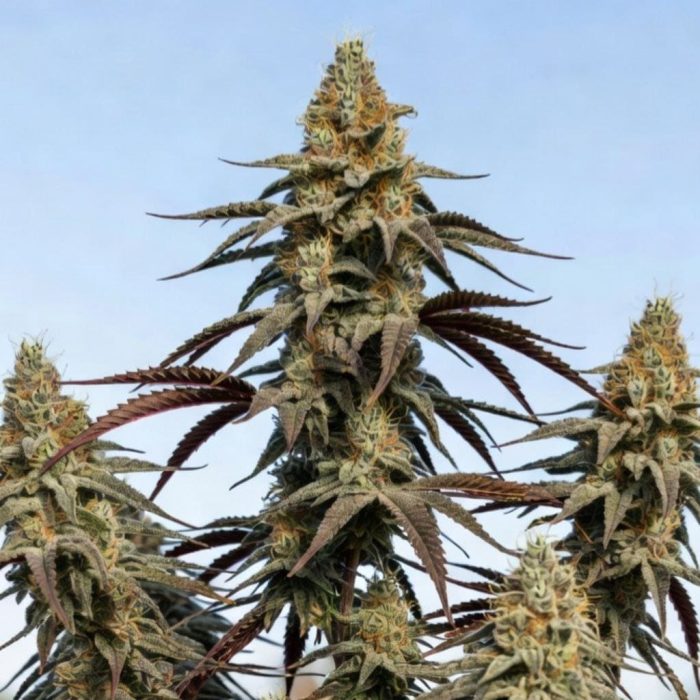 auto-chocolate-cookies Сорт конопли Auto Chocolate Cookies