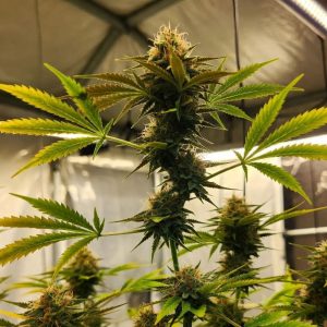 Auto Chocolate Cookies