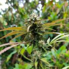 Сорт марихуаны Auto Chocolate Cookies