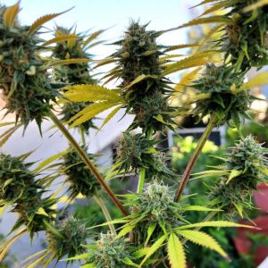 Auto Colorado Cookies от Marley Seedbank