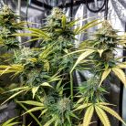 Auto Colorado Cookies