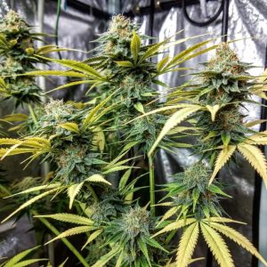 Auto Colorado Cookies