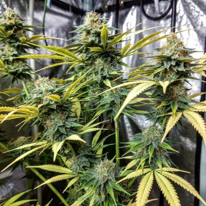 Auto Colorado Cookies