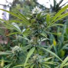 Сорт марихуаны Auto Gagarin от Marley Seedbank