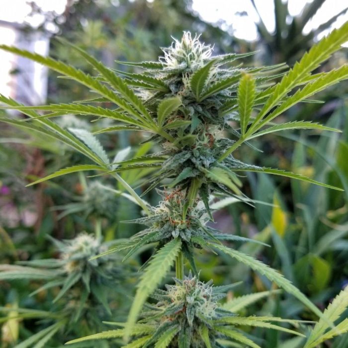 Сорт марихуаны Auto Gagarin от Marley Seedbank