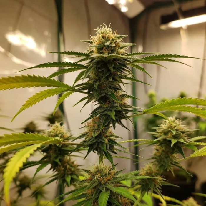 Сорт конопли Auto Gagarin Fast от Marley Seedbank