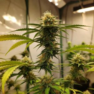 Auto Gagarin Fast от Marley Seedbank