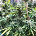 Сорт конопли Auto Gagarin