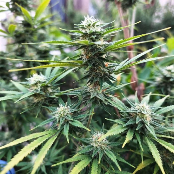 Сорт конопли Auto Gagarin