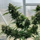 Сорт марихуаны Auto Green Crack от Marley Seedbank