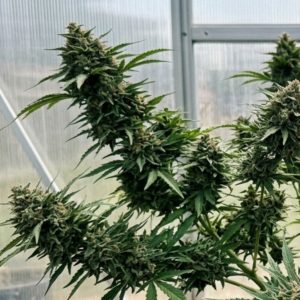 Сорт марихуаны Auto Green Crack от Marley Seedbank