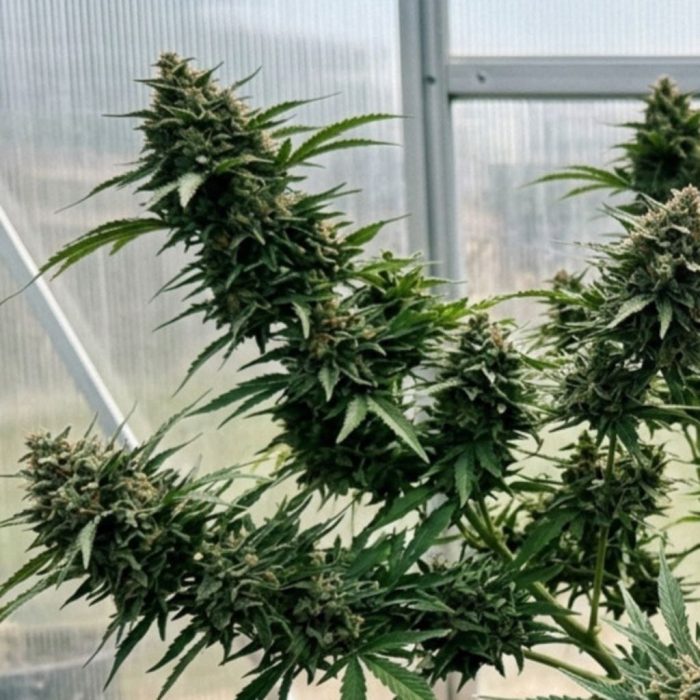 Сорт марихуаны Auto Green Crack от Marley Seedbank