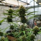 Сорт марихуаны Auto Green Gelato