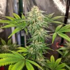 Auto Green Gelato (Marley Seedbank)