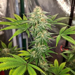 Auto Green Gelato (Marley Seedbank)