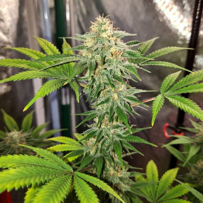 Auto Green Gelato (Marley Seedbank)