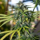 Auto Green Gelato от Marley Seedbank