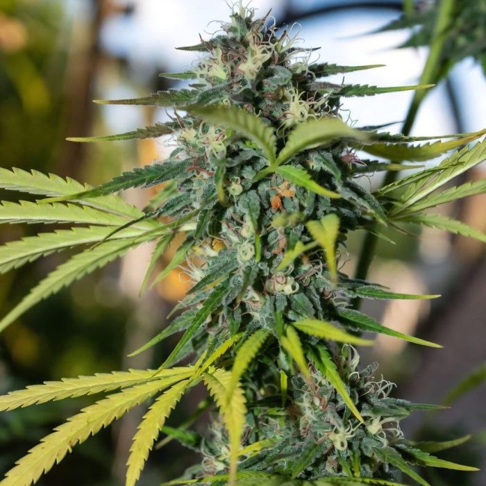 Auto Green Gelato от Marley Seedbank