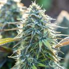 семена конопли Auto Hindu Kush