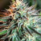 Auto Hindu Kush купить