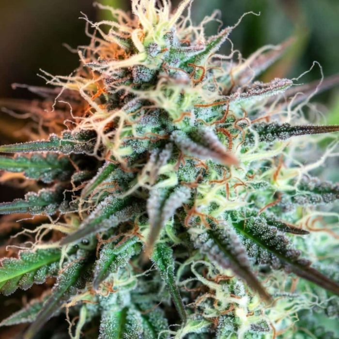 Auto Hindu Kush купить