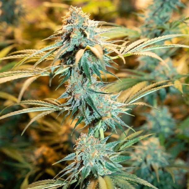 auto-lemon-zkittlez Auto Lemon Zkittlez