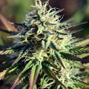 семена конопли Auto Northern Lights