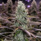 семена конопли Auto Opium