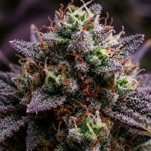 Auto Opium купить