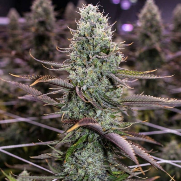 семена конопли Auto Opium
