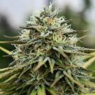 семена конопли Auto Pablo Escobar