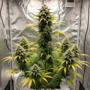 Auto Pablo Escobar купить