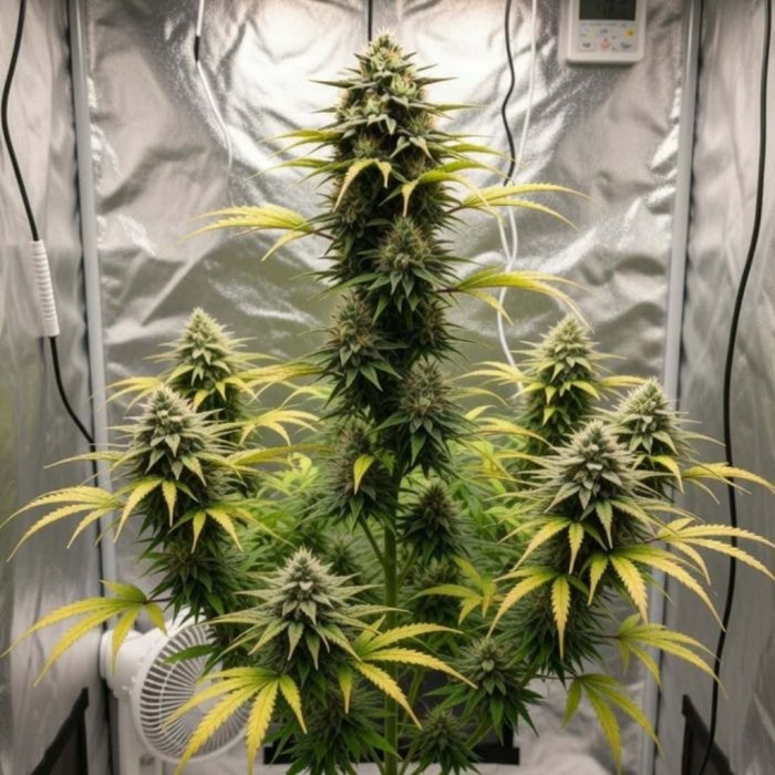 Auto Pablo Escobar купить