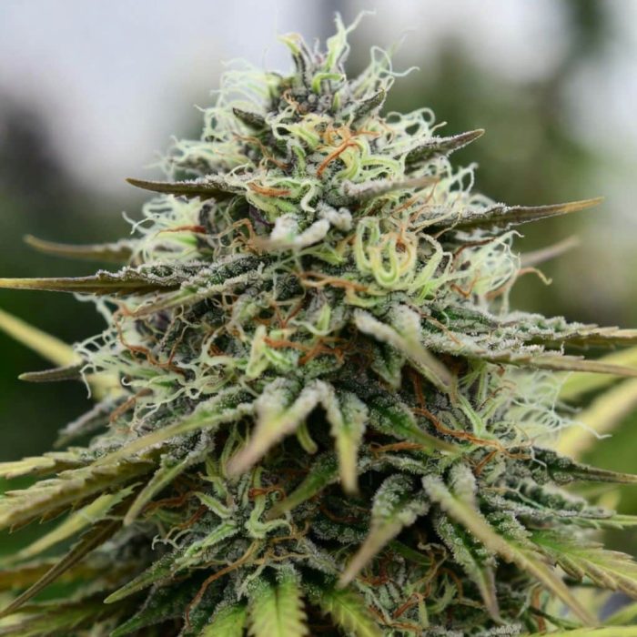 семена конопли Auto Pablo Escobar