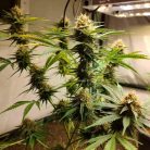 Auto Tangie от Marley Seedbank