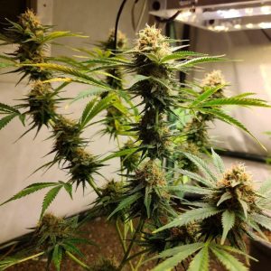 Auto Tangie от Marley Seedbank