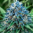 семена конопли Blue Cheese