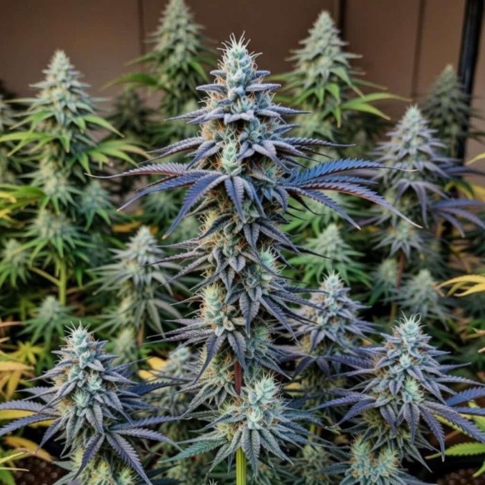 Blue Cheese (2)-2 Blue Cheese купить