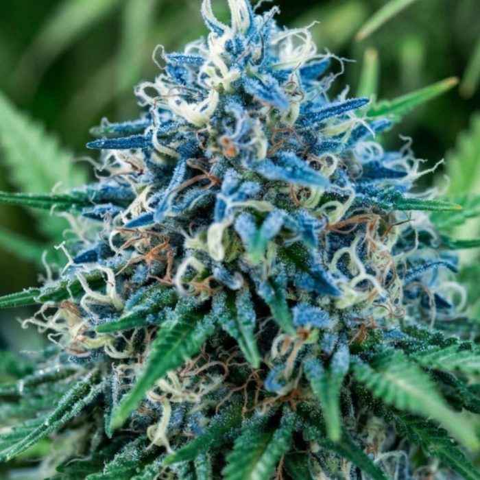 Blue Cheese-2 семена конопли Blue Cheese