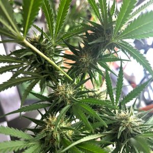 Сорт марихуаны Bruce Banner Fast (Marley Seedbank)