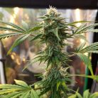 Bruce Banner Fast от Marley Seedbank