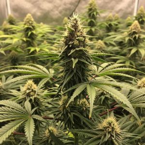 семена конопли Euphoria