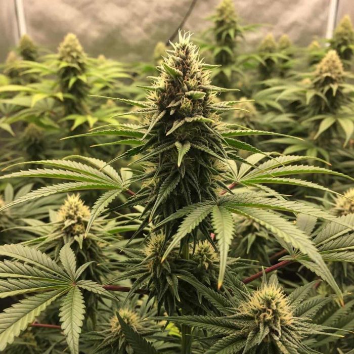 семена конопли Euphoria