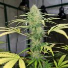 Марихуана Green Crack